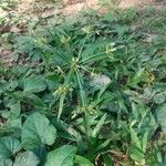 Cyperus laxus Yaprak