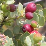 Osyris compressa Fruit