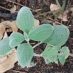 Coleus argentatus পাতা