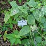 Monarda bradburiana Blad