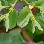 Euphorbia peplus Blüte