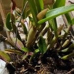 Cattleya intermedia പുറംതൊലി
