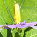 Solanum paludosum Λουλούδι