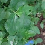 Commelina benghalensis Leaf