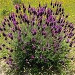 Lavandula pedunculata Elinympäristö