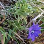 Gentiana pyrenaica Habit