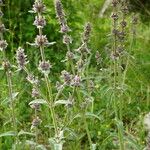 Stachys cretica Hábitos