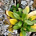 Cerastium alpinum Blad