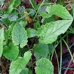 Valeriana tripteris Blatt