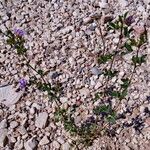 Medicago sativa موطن