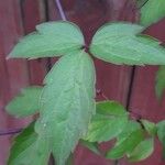 Clematis montana Leaf