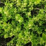 Rubia fruticosa Hoja