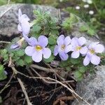 Aubrieta deltoideaΛουλούδι