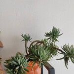 Dudleya edulis Hoja