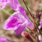 Clinopodium menthifolium फूल