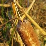 Typha × glauca Owoc