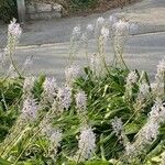 Camassia cusickii Flower