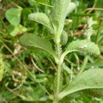 Veronica officinalis Leaf