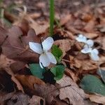 Viola alba फूल