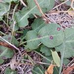 Rumex pulcher Leaf