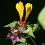 Melampyrum catalaunicum Flor