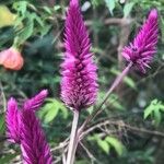 Celosia argenteaŽiedas