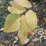 Juglans mandshurica Hoja