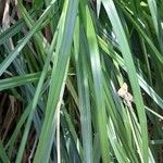 Uncinia triquetra Hoja