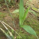 Eulophia euglossa Leaf