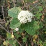 Viburnum lantana 花