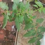 Solanum lycopersicum Φύλλο