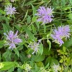 Monarda fistulosaFlower