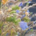 Echium plantagineumBlüte