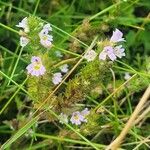 Euphrasia stricta പുഷ്പം