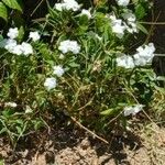 Catharanthus roseus Cvet