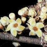 Eriotheca globosa Flower