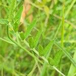 Vicia tenuifolia Liść