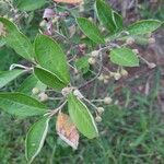 Aronia arbutifolia Feuille