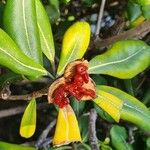 Pittosporum tobira Fruit