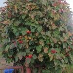 Crataegus coccinea موطن