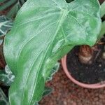 Alocasia cucullata Листок