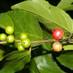 Flacourtia inermis Fruit