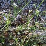 Galium pumilum 葉