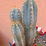 Pilosocereus pachycladus ഇല