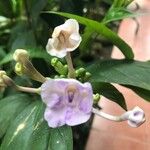 Brunfelsia grandiflora Kvet