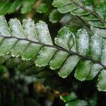 Adiantum hispidulum Blatt