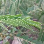 Senna didymobotrya List