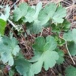 Geranium rotundifolium Hábito