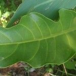 Anthurium hookeri Feuille