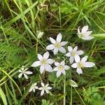 Ornithogalum gussonei Цвят